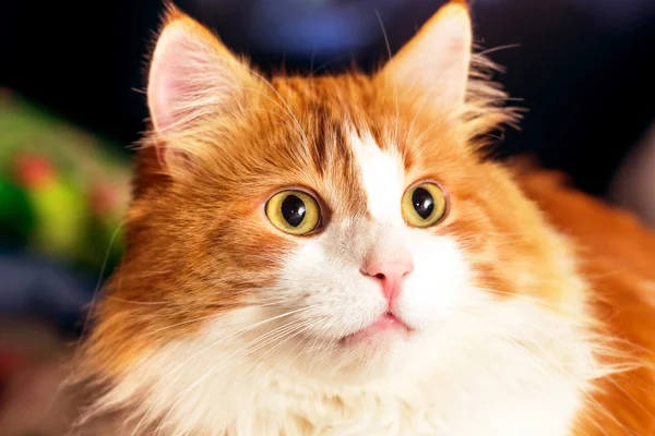 Portret ładny czerwony kot — Zdjęcie stockowe