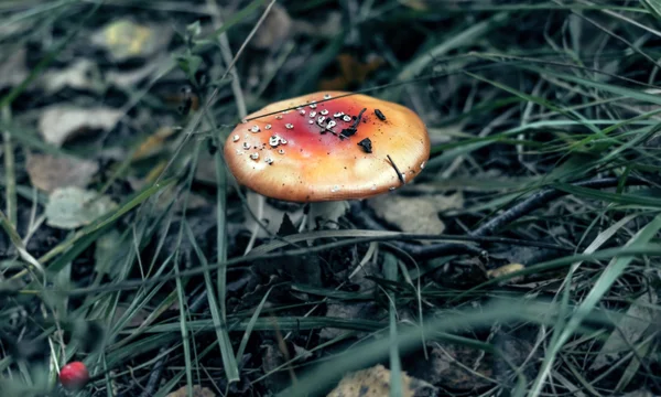 小さな赤い毒キノコ — ストック写真