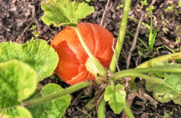 Orange pumpkin in garden — Stock Photo, Image