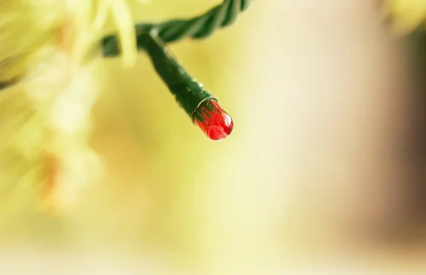 Garland gelen bir küçük ampul — Stok fotoğraf