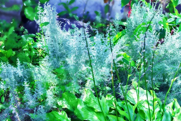 Smaragdové trávy v létě — Stock fotografie