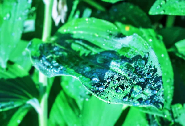 Gotas en las hojas en la mañana soleada — Foto de Stock