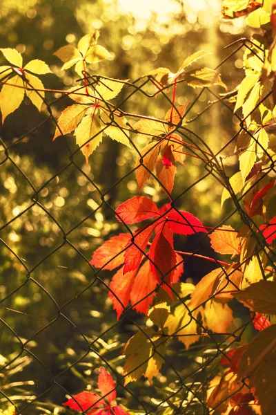 Folhas de outono de feliz — Fotografia de Stock
