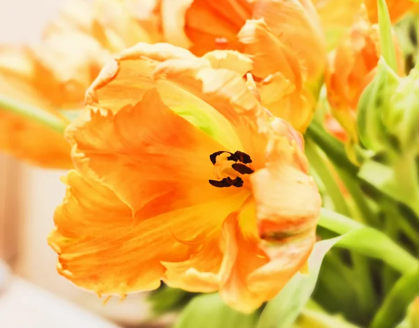 Laranja tulipa brilhante — Fotografia de Stock