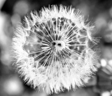 Beyaz yaz gününde karahindiba