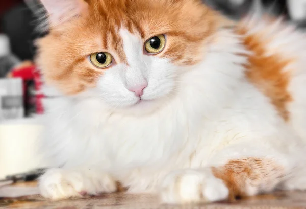 Querendo saber gato vermelho — Fotografia de Stock