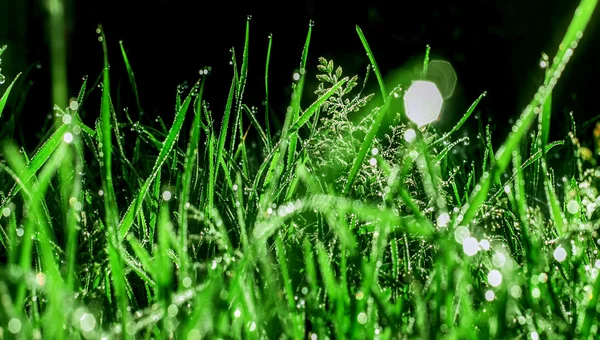 Grass in morning dew — Stock Photo, Image