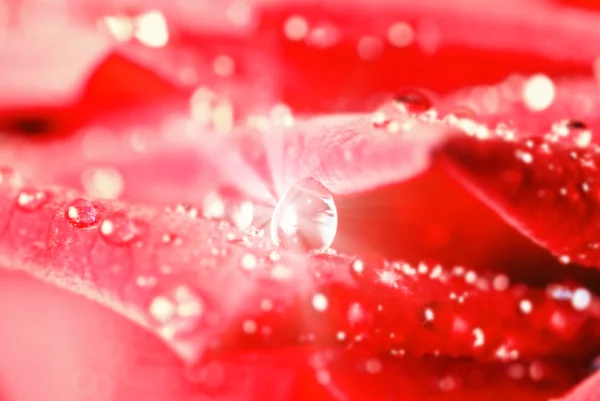 Sparkling drop in red petals — Stock Photo, Image