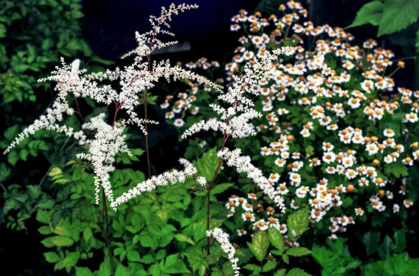Fehér kerti virágok — Stock Fotó