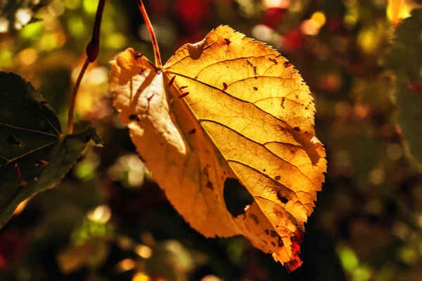 태양에 의해 점화가 잎 — 스톡 사진