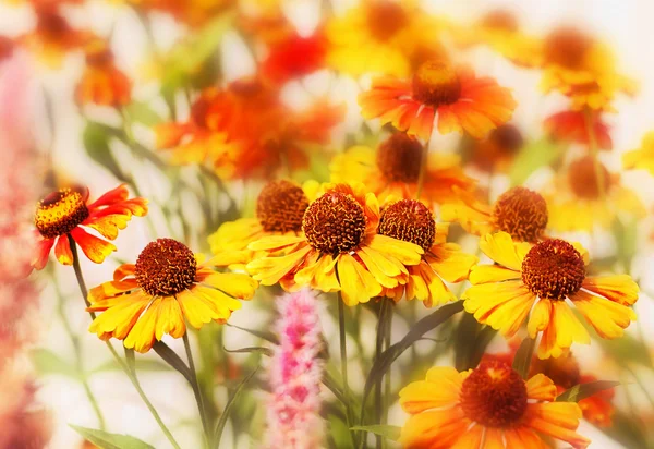 Helenium virágok — Stock Fotó