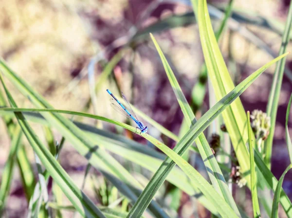 Vážky ve vysoké trávě — Stock fotografie