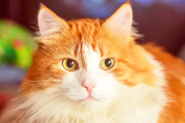 Retrato de gato rojo de lujo —  Fotos de Stock