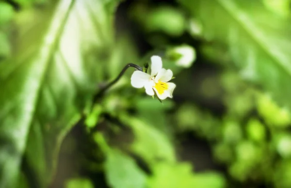 Blomma av miniatyr penséer — Stockfoto