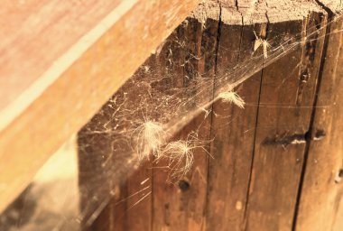 Web fuzzes