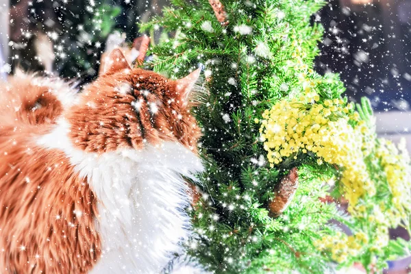 Красная кошка и праздничное настроение — стоковое фото