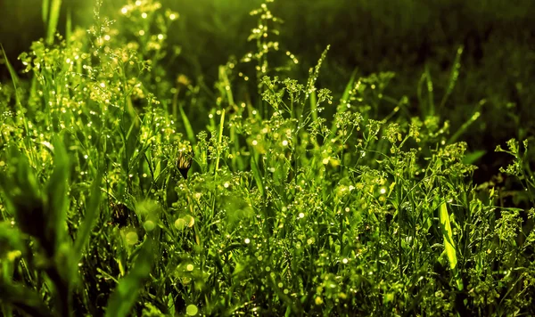 Rosée dans l'herbe verte — Photo