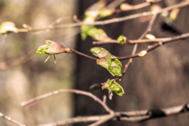 Bahar tomurcukları dallar