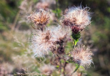 Kabarık sonbahar thistle