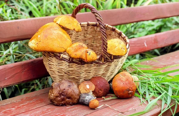 Cogumelos na cesta — Fotografia de Stock