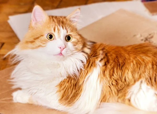 Rote Katze überrascht — Stockfoto