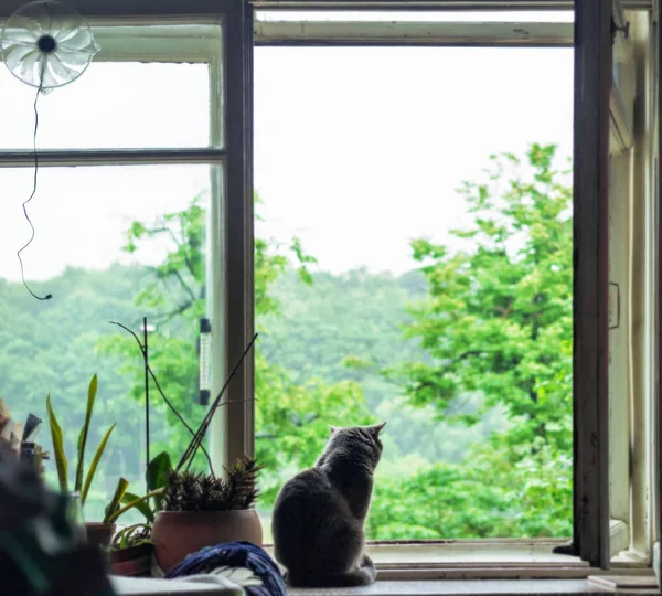 Gato gris solitario en ventana —  Fotos de Stock