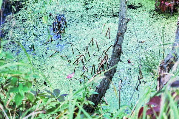 Pantano escénico en verano —  Fotos de Stock
