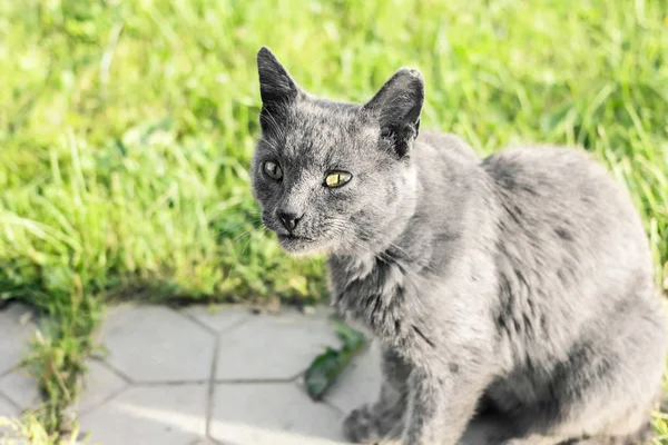 Grijze kat kijkt naar ogen — Stockfoto