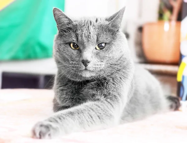 Gri kedi kameraya seyir — Stok fotoğraf