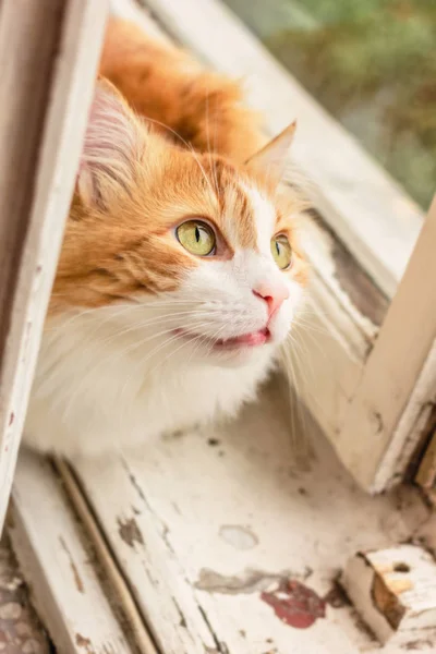 Gato entre moldura da janela — Fotografia de Stock