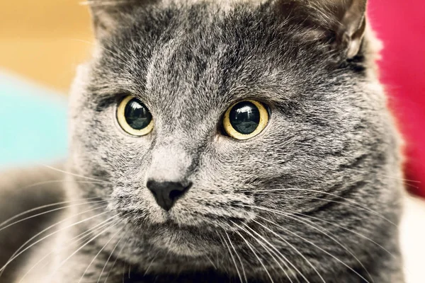 Retrato de gato cinza zangado — Fotografia de Stock