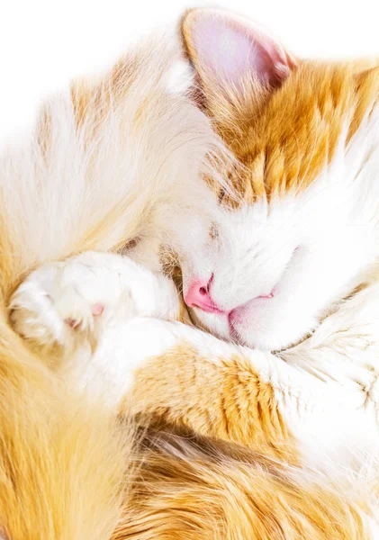 Dormir gato rojo — Foto de Stock