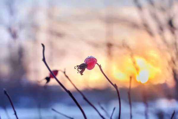 Hanches roses au coucher du soleil d'hiver — Photo