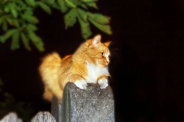 Gato de rua à noite em cerca — Fotografia de Stock