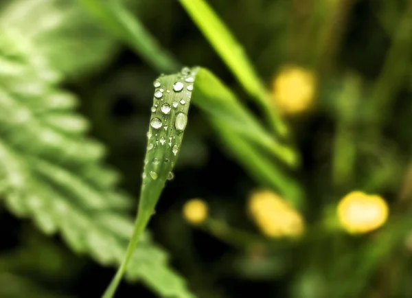 長い草の滴 — ストック写真