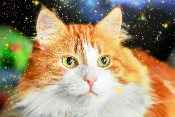 Red cat in colorful stars — Stock Photo, Image