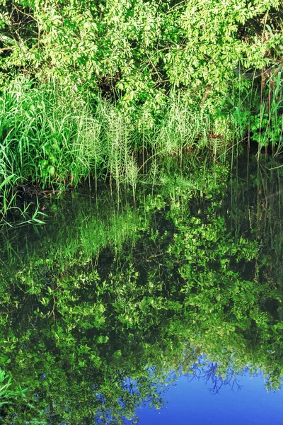 在水中反射的草和树枝 — 图库照片