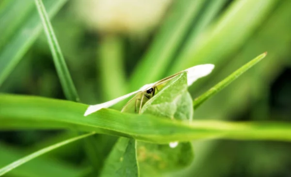 Papillon de nuit camouflé en vert — Photo