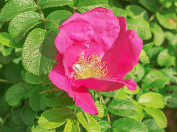 Large flower wild rose — Stock Photo, Image