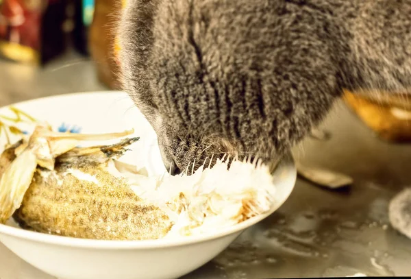 Gri kedi balık yiyor — Stok fotoğraf