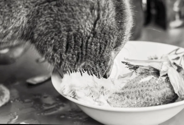 Кіт із задоволенням їсть рибу — стокове фото