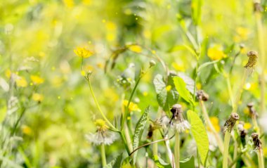 Yaz fantezi sarı çiçekli