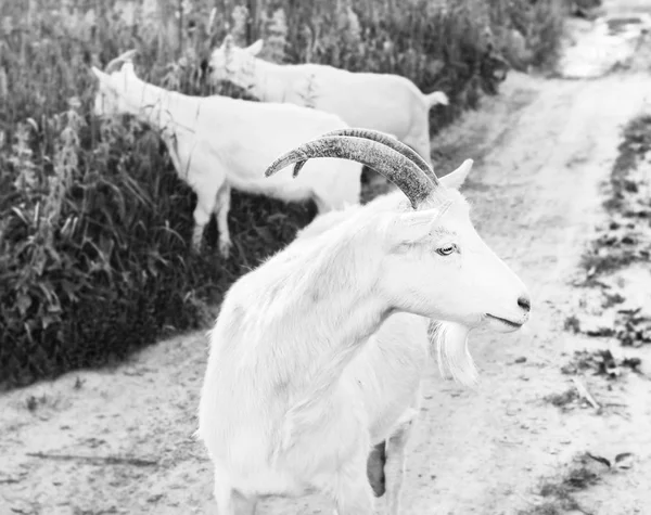 Белый взрослый козел на прогулке — стоковое фото