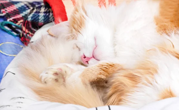 Gato jengibre dormido — Foto de Stock