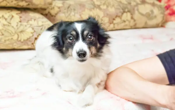 Cane domestico in bianco e nero — Foto Stock