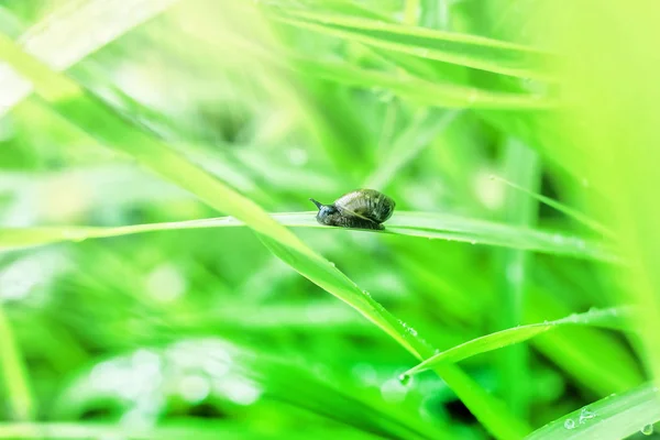 Escargot sur herbe — Photo