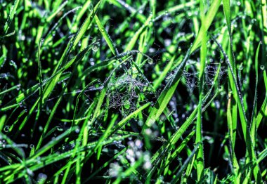 Web çimenlerin üzerinde güneşin