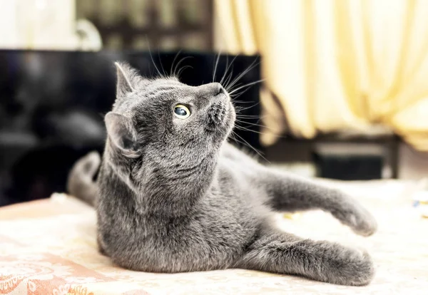 Mentiroso gato gris mirando hacia arriba — Foto de Stock
