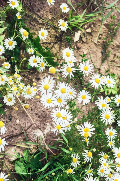 Flowers of chamomile — Zdjęcie stockowe