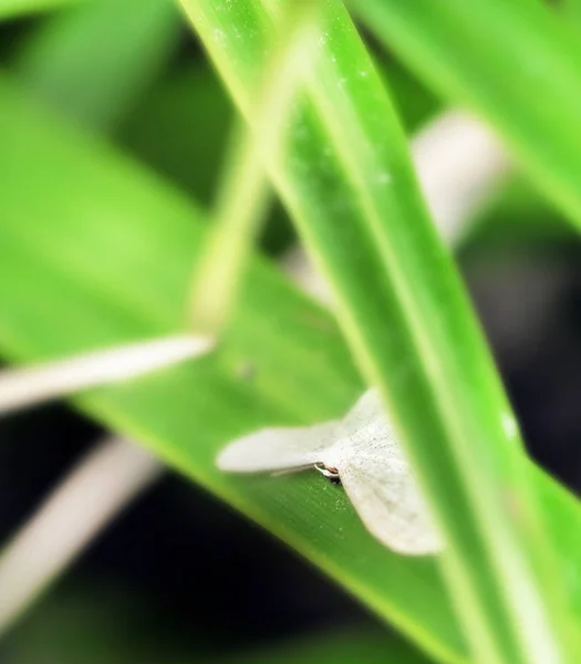 Traça camuflada em verde — Fotografia de Stock